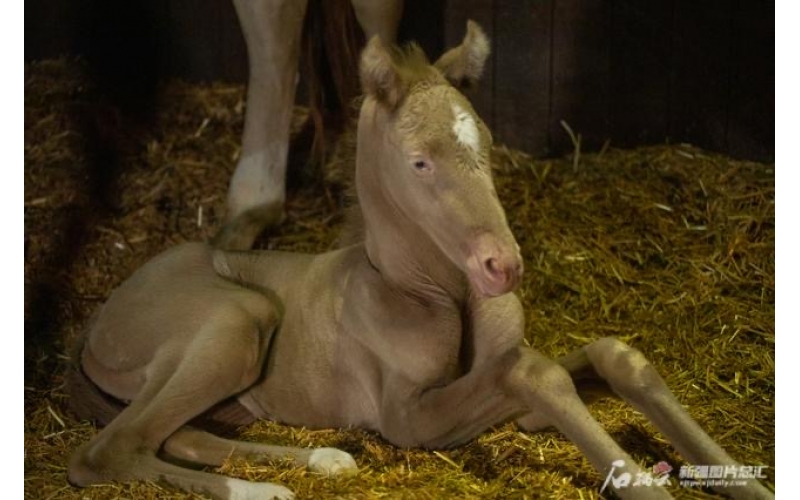 萌萌噠！小汗血馬在烏魯木齊“趕趟兒”出生